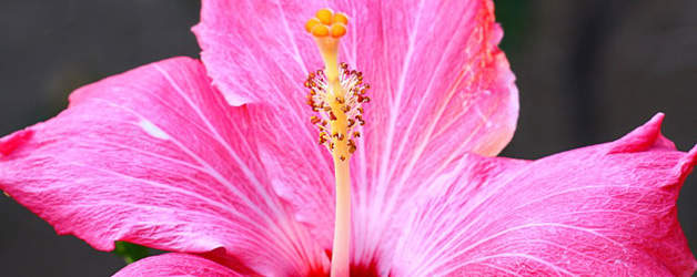 It is not understood without a doubt whether this medicine passes into bust milk so it's not recommended to breastfeed while taking Vermox to stay away from hurting the infant.