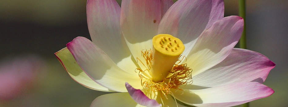 When taking Vermox you could crush, nibble or combine the tablet computer with some meals.